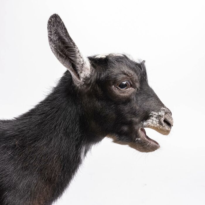 Baby goat captured by Greg Murray with a priceless expression against a bright turquoise background in studio photography.