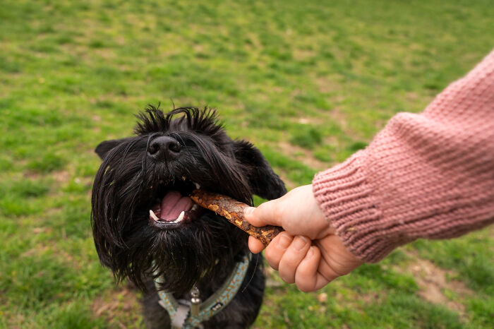Black dog eagerly biting a stick held by a person in a pink sweater, showing most insane dog mom things outdoors.