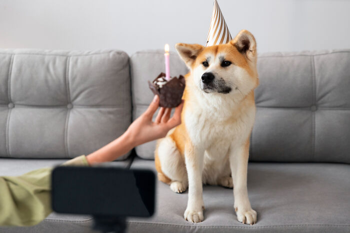 Dog wearing a party hat sitting on a couch while a person holds a birthday cupcake with a lit candle for most insane dog mom things.