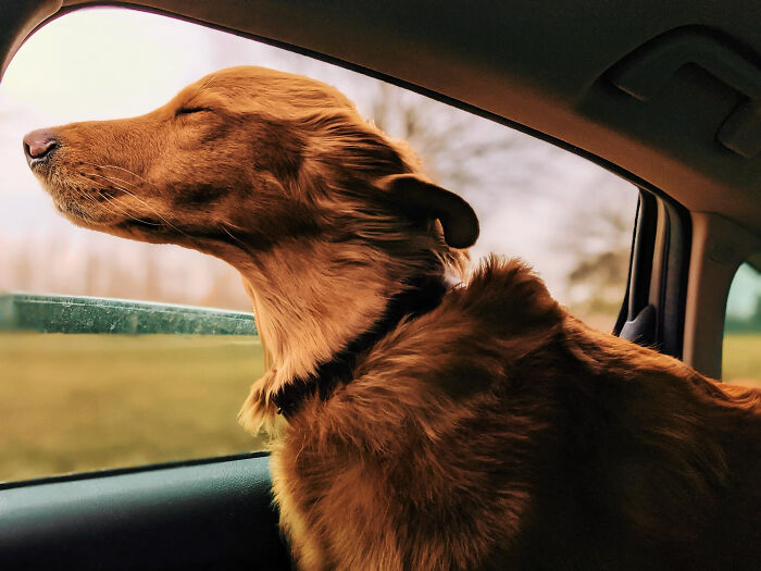 Golden retriever enjoying the breeze with head out the car window, showcasing one of the most insane dog mom things.