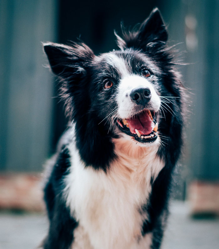 Happy black and white dog showing an Oscar-worthy performance with a playful and engaging expression outdoors.