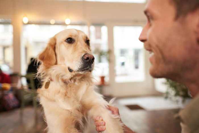 A golden retriever giving its paw to a smiling man indoors, showcasing one of the most insane dog mom things.