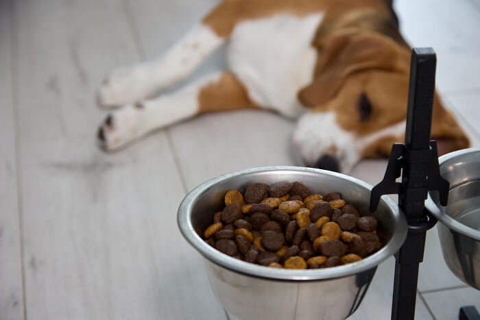Dog food bowl filled with kibble on a stand as a brown and white dog rests on the floor showing most insane dog mom things.
