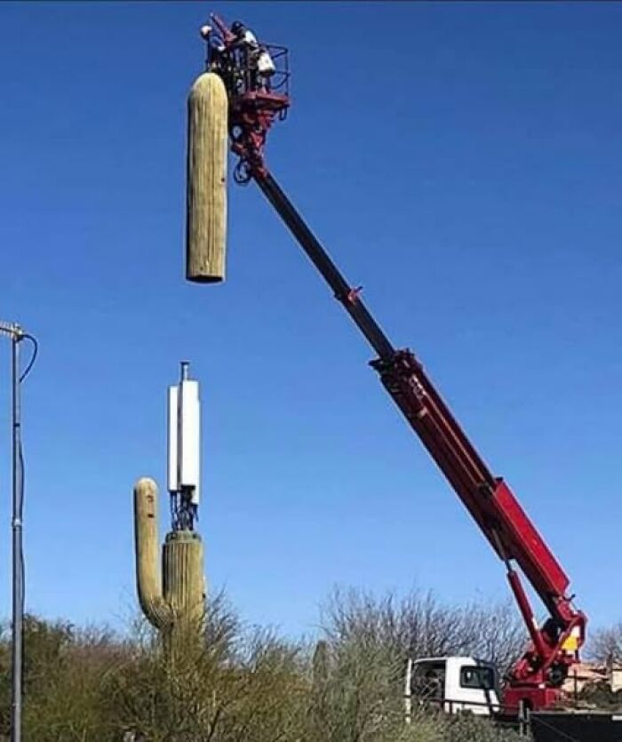 Crane lifting a large cactus segment onto a cell tower disguised as a cactus, illustrating pics that go hard outdoors.