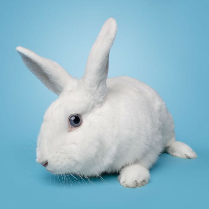 White rabbit with a funny expression photographed by Greg Murray, showcasing priceless animal faces in a studio setting.