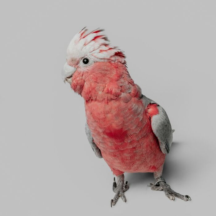 Pink and gray bird with a unique pose captured by Greg Murray, showcasing priceless animal expressions in photography.