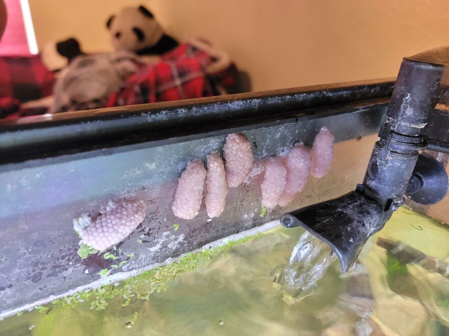 Mystery snail eggs clustered on the side of an aquarium near a water filter and aquatic plants.