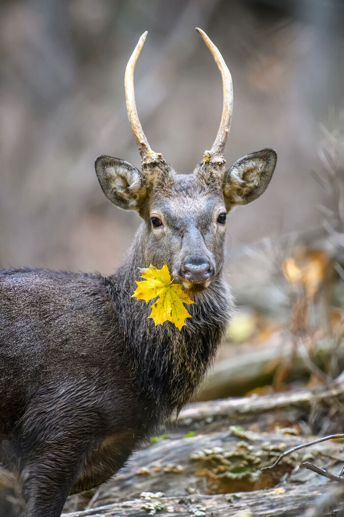 Deer with antlers holding a yellow leaf in its mouth captured in a stunning wildlife photo in a natural setting.