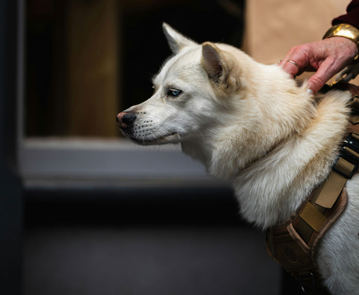 White dog wearing a harness being held by a person, illustrating frustration with HOA rules on pets and property use.