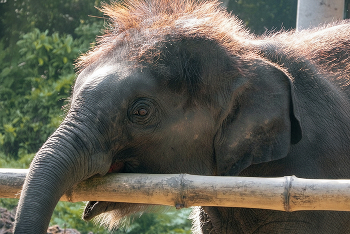 Young elephant interacting with a wooden fence, showcasing one of the smartest animals ever studied by science.