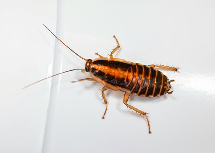 Close-up of a cockroach on a white surface highlighting the insect linked to a man accused of taking two lives.