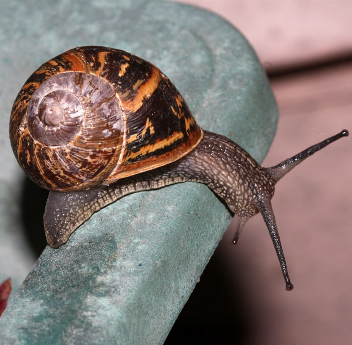 Close-up of a slowest animal in the world snail moving on a green surface with its shell detailed in brown and black patterns
