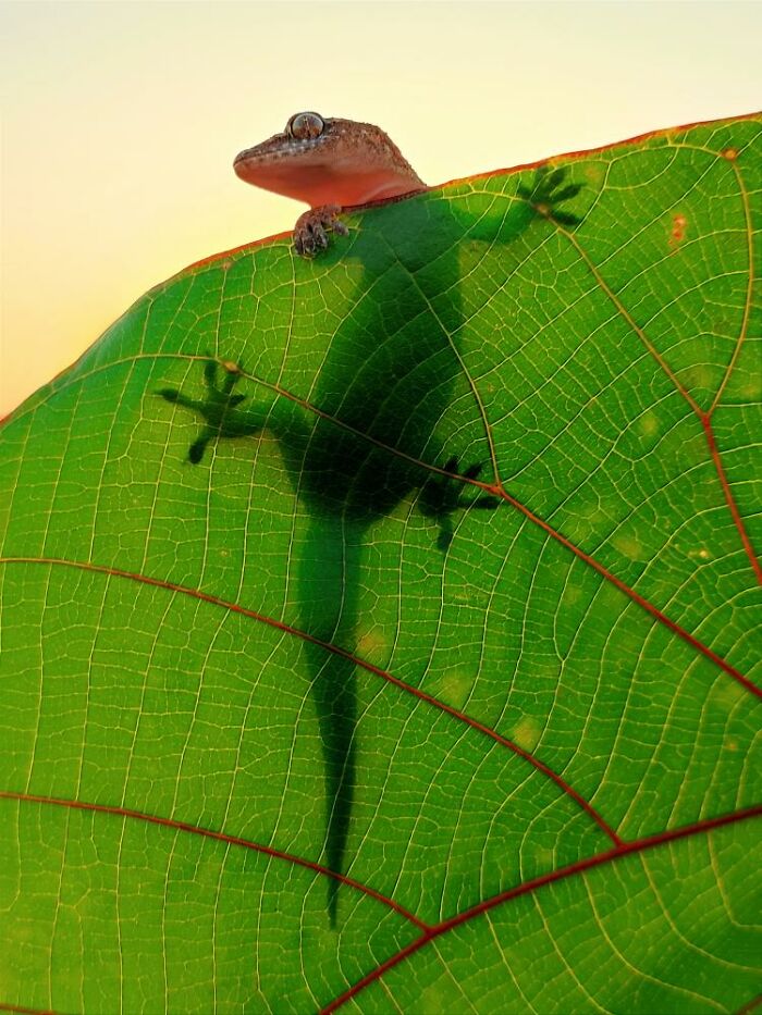 Macro photo of a tiny gecko on a vibrant green leaf revealing intricate details and shadows of the hidden world of tiny creatures.