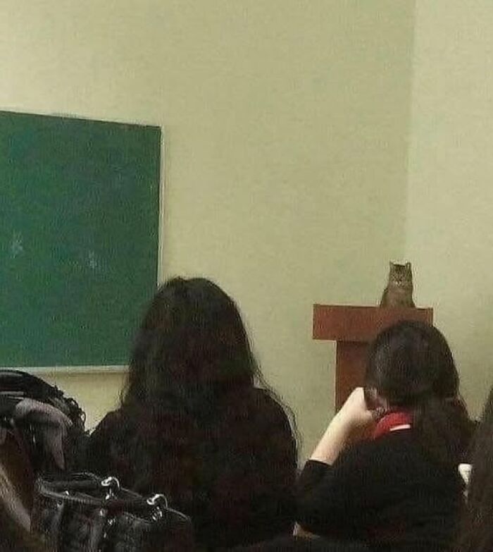 Cat sitting on a podium in front of a classroom with students, a funny pic that goes hard and is widely liked.