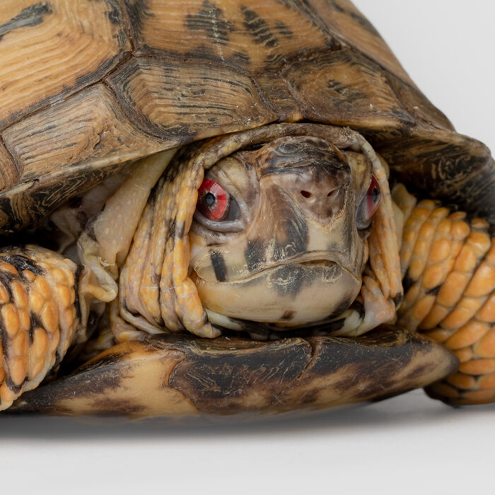 Close-up of a turtle with a vivid expression, showcasing Greg Murray photographed animal expressions in detail.