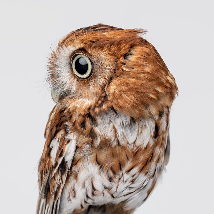 Small brown owl with big eyes perched on a branch, part of Greg Murray animal photography collection capturing priceless expressions