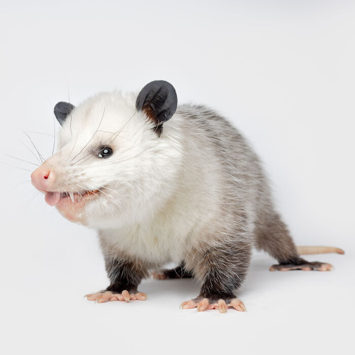 Close-up portrait of an opossum showcasing priceless animal expressions captured by Greg Murray photography.