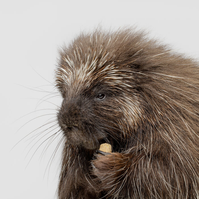 Close-up of a porcupine with a thoughtful expression captured by Greg Murray in his animal photography series.