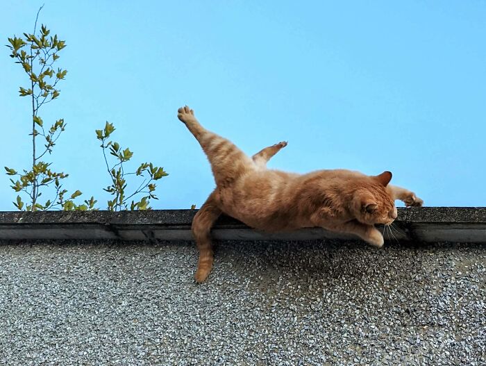 Orange cat humorously hanging off rooftop edge against blue sky, illustrating comically absurd facts in a playful scene.