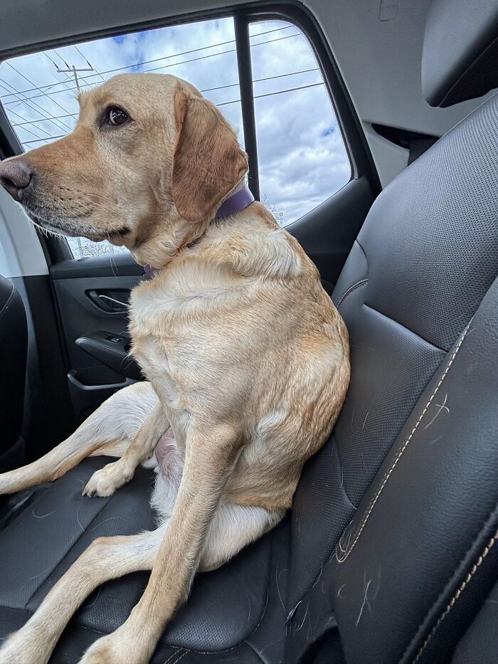 Awkward photo of a yellow Labrador sitting unusually on a car seat with a calm expression and cloudy sky outside.