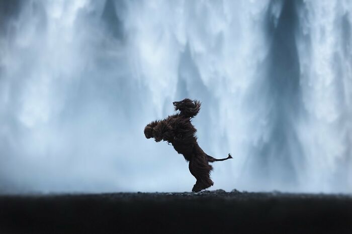 Long-haired dog leaping gracefully in front of a misty waterfall, capturing animals at their most majestic moment.