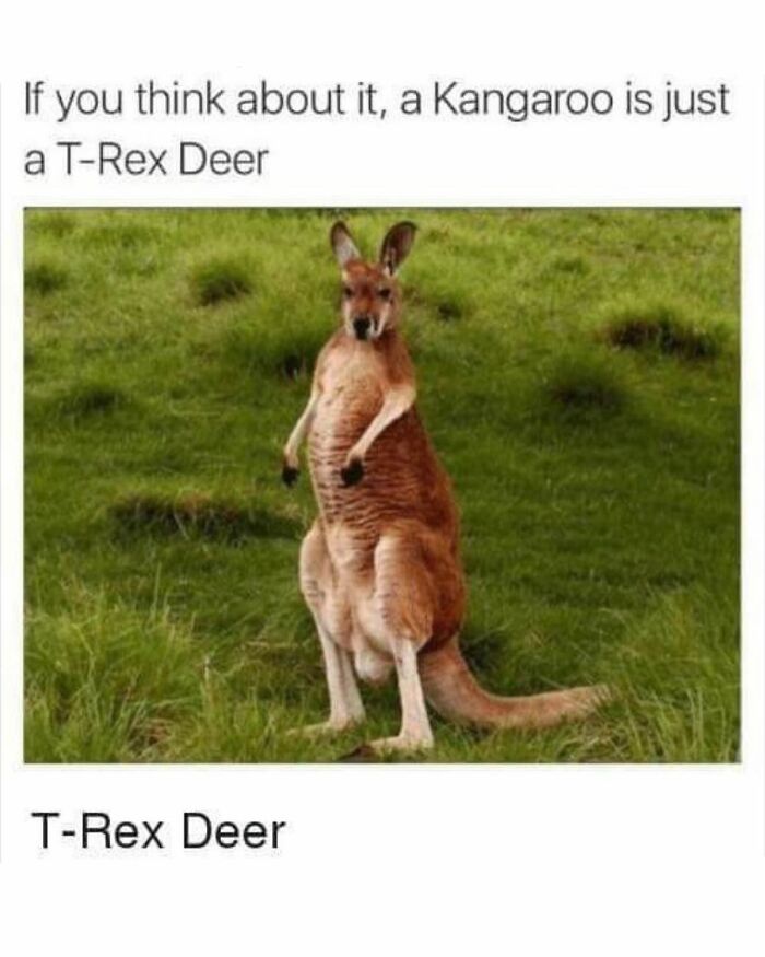 Kangaroo standing on grass with text humorously calling it a T-Rex deer in funny and cute animal memes.