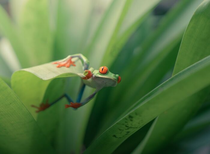 Close-up of a colorful tree frog perched on green leaves, showcasing animals at their most majestic in nature.