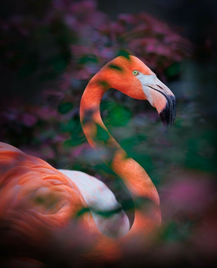 Flamingo captured in vibrant colors and sharp detail showcasing animals at their most majestic in natural surroundings.