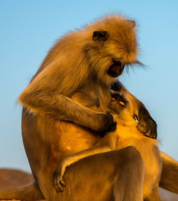 Golden langur monkeys embracing gently under warm sunlight, showcasing animals at their most majestic in natural habitat.