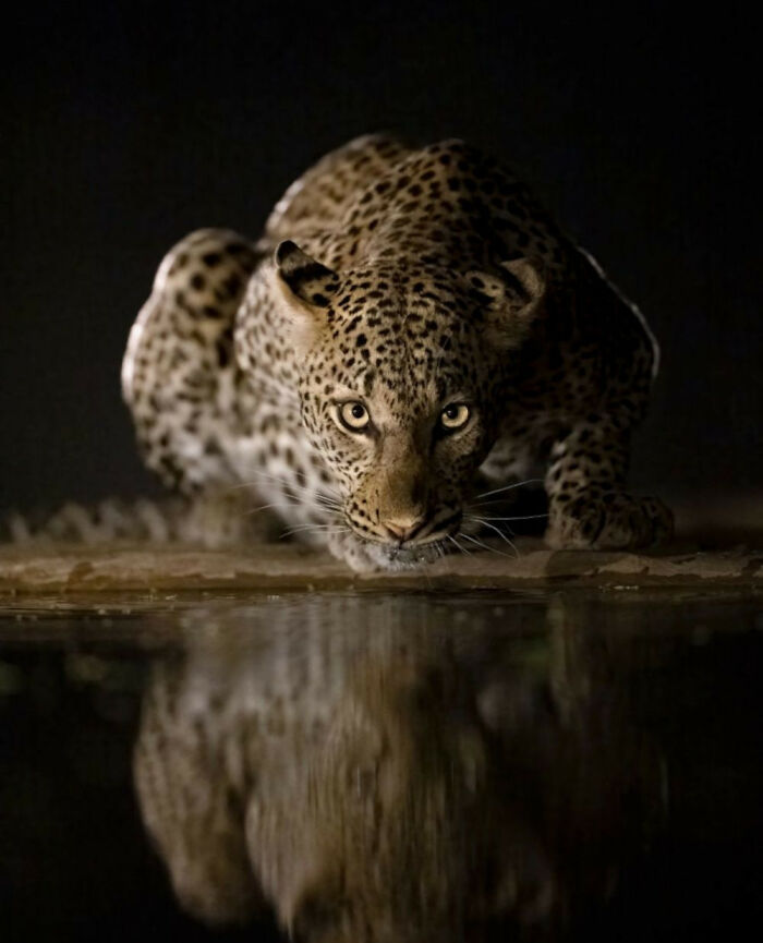 Leopard crouching by water at night, an animal captured in a majestic and intense moment in wildlife photography.