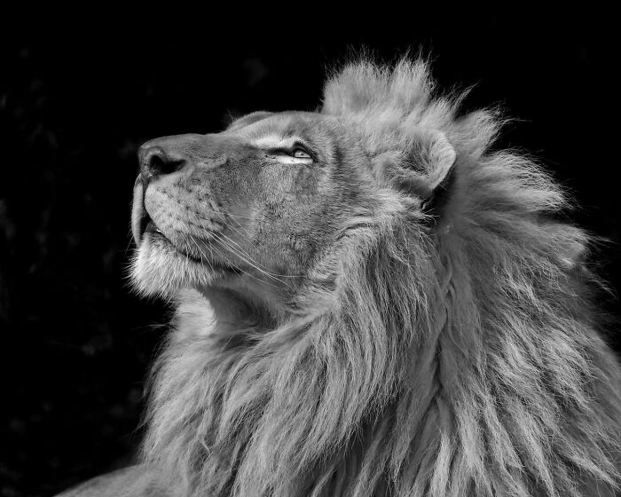 Close-up of a majestic lion looking upward, showcasing the beauty and grace of animals in a powerful black and white portrait