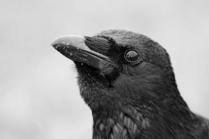 Close-up of a majestic black bird showcasing detailed feathers and sharp beak in a natural setting.