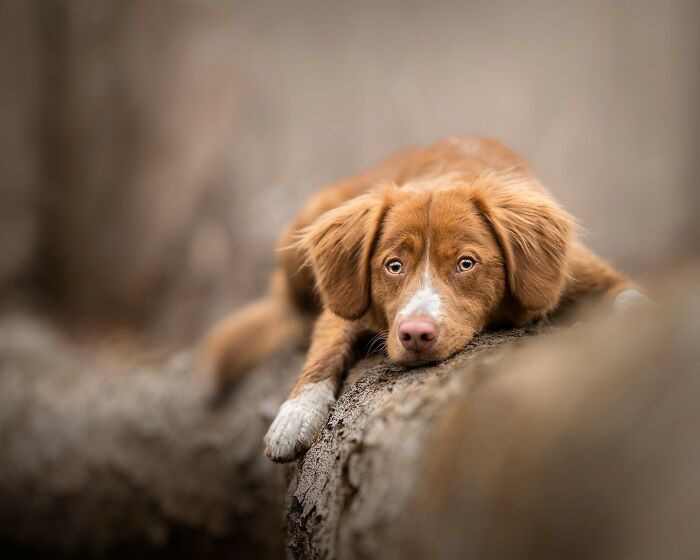 A majestic brown dog with white markings resting on a fallen tree trunk in a natural outdoor setting.