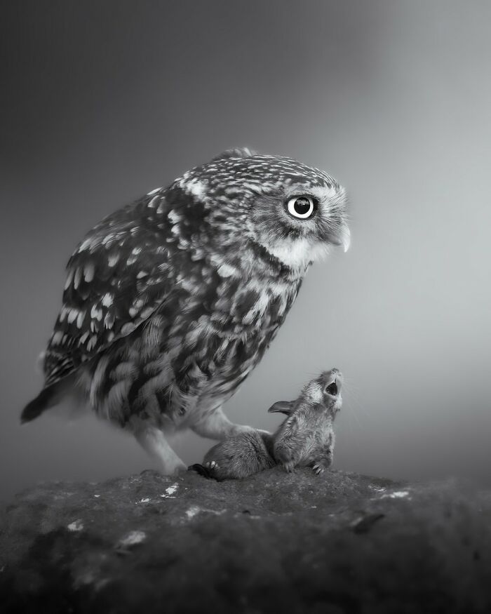 Owl perched beside a small mammal, showcasing animals at their most majestic in a detailed black and white photo.