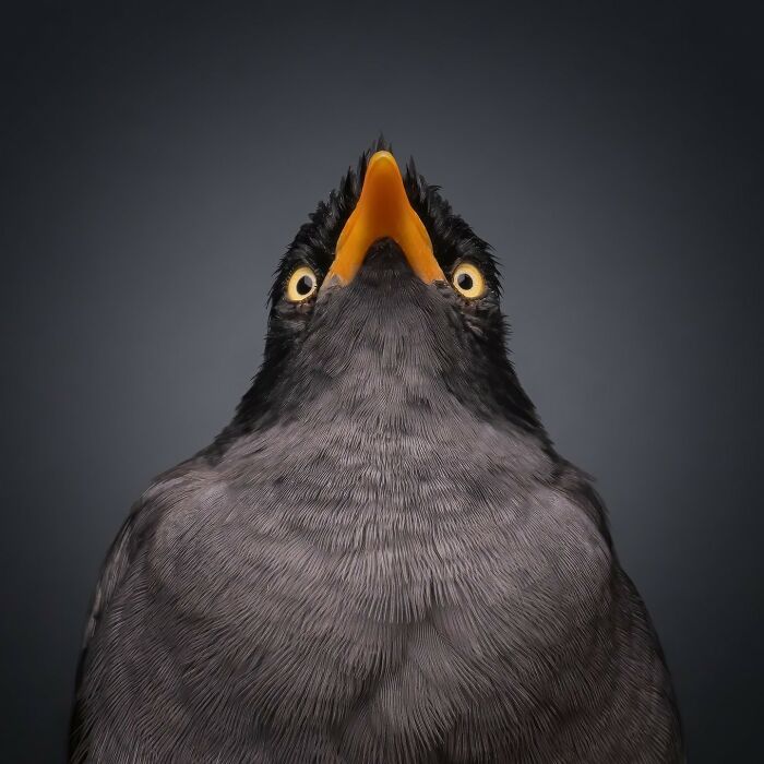 Close-up of a majestic bird with striking yellow eyes and orange beak showcasing animals at their most majestic.
