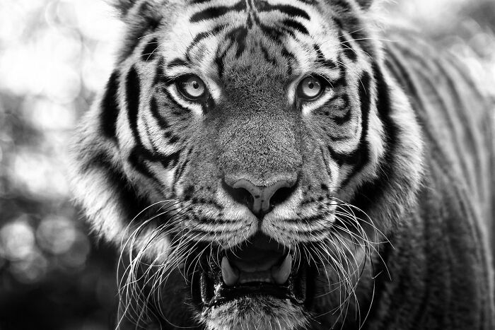 Close-up black and white photo of a tiger showcasing animals at their most majestic in a natural setting.
