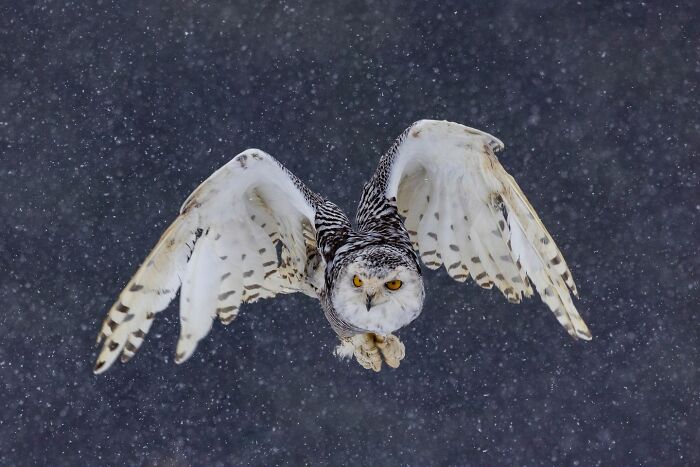 Snowy owl in flight during snowfall, showcasing animals at their most majestic in a winter setting.