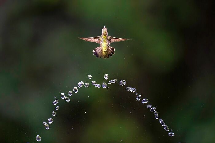 Hummingbird captured at its most majestic in midair with water droplets forming an arc against a dark background
