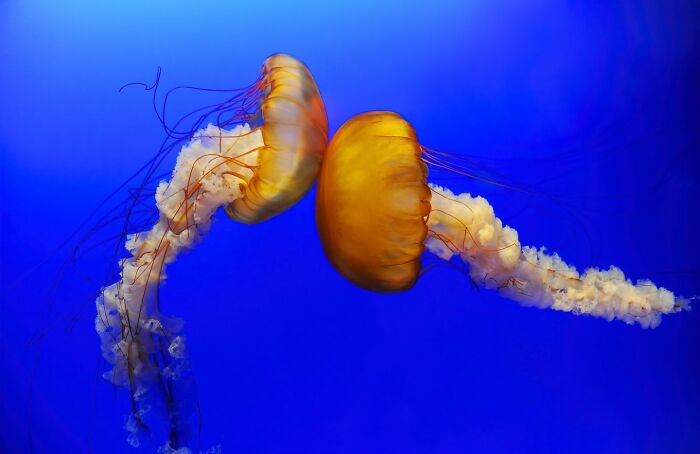 Two majestic jellyfish with flowing tentacles glowing orange against a vibrant deep blue ocean background.