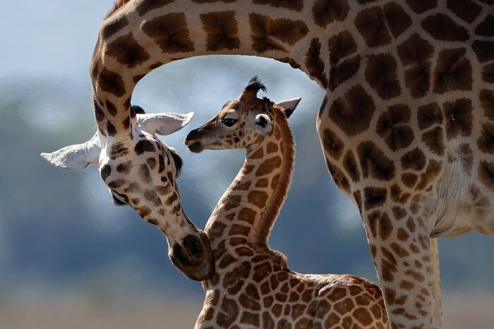 Adult giraffe gently touching a baby giraffe, showcasing the majestic bond between animals in nature.
