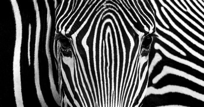 Close-up of a zebra’s face showcasing its majestic black and white striped pattern in a natural setting.