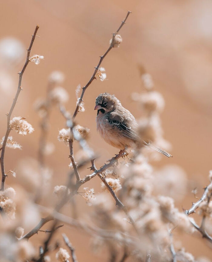Small bird perched on a branch surrounded by soft, fluffy plants capturing animals at their most majestic.