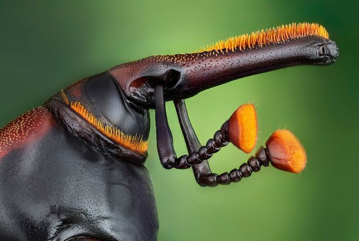 Close-up macro photo of an insect showcasing animals at their most majestic with fine textures and vibrant colors.