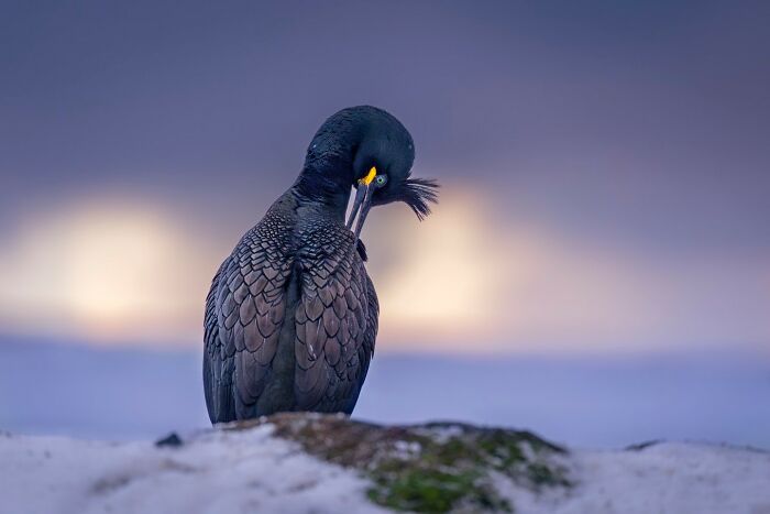 Black bird with iridescent feathers preening on snowy ground, showcasing majestic animals in their natural habitat.