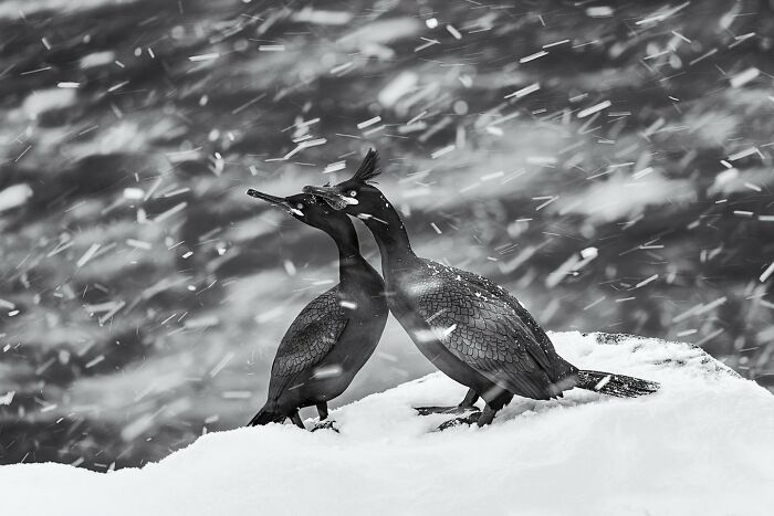 Two majestic birds standing close together on snow during a powerful winter storm, capturing animals in nature.
