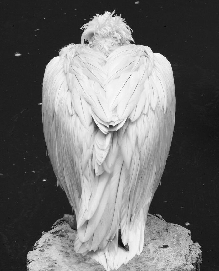 White bird with detailed feathers perched on a rock, showcasing animals at their most majestic in natural beauty.