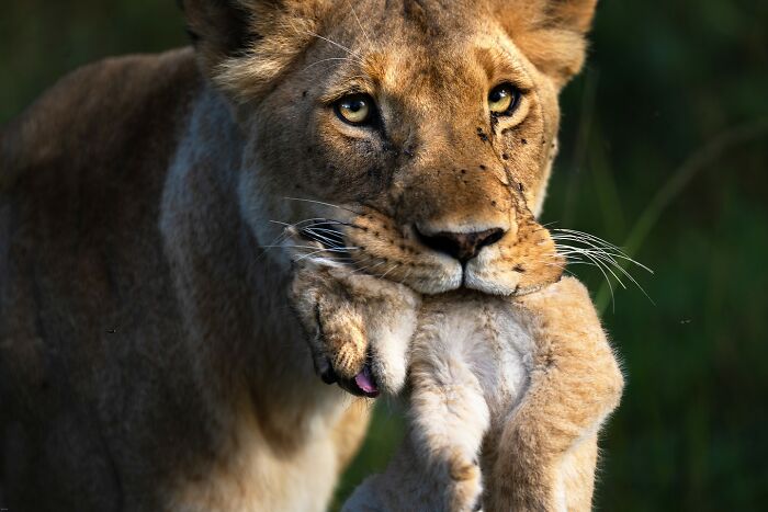 Lioness carrying her cub gently in her mouth, showcasing animals at their most majestic moment in the wild.