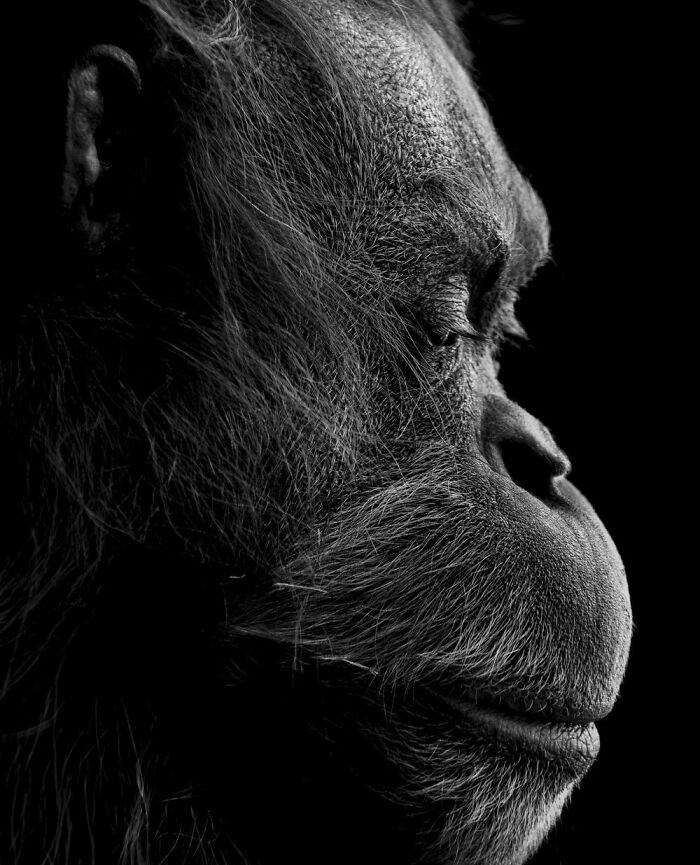 Close-up black and white profile of a majestic animal showing intricate facial details and textured fur in dramatic lighting.