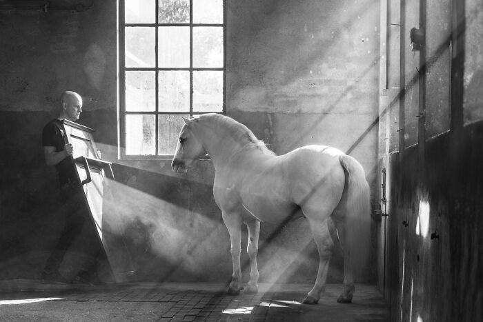 White horse standing in a sunlit stable with light beams, showcasing animals at their most majestic in a peaceful indoor setting.