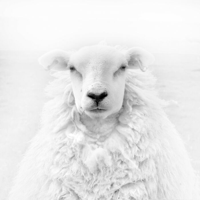 Close-up of a majestic white sheep with thick wool, capturing the beauty of animals in a natural setting.